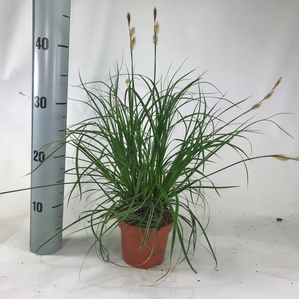 Carex morrowii 'Fisher's Form'