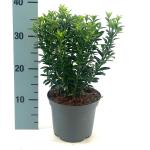 Euonymus jap. 'Microphyllus'