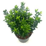 Euonymus jap. 'Microphyllus'