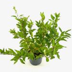 Forsythia int. 'Spectabilis'