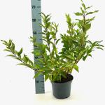 Forsythia int. 'Spectabilis'