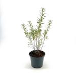 Hippophae rhamnoides
