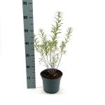 Hippophae rhamnoides