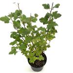Ribes sanguineum