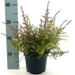 Lonicera nitida