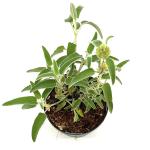 Phlomis fruticosa 'Bourgaei'