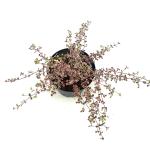 Lophomyrtus ralphii 'Little Star'
