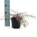 Lophomyrtus ralphii 'Little Star'