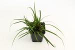 Carex morrowii