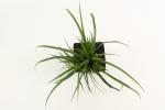 Carex morrowii