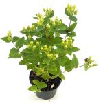 Hypericum Miracle Pistache