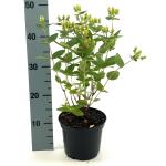 Hypericum Miracle Pistache