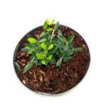 Ilex vomitoria 'Dwarf'