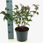Diervilla sessilifolia