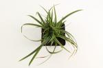 Carex morrowii 'Ice Dance'