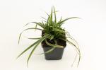 Carex morrowii 'Ice Dance'