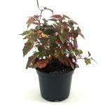 Houttuynia cordata 'Chameleon'