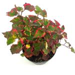 Houttuynia cordata 'Chameleon'