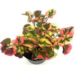 Houttuynia cordata 'Flame'
