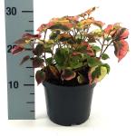 Houttuynia cordata 'Flame'