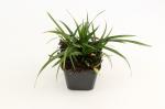 Carex morrowii 'Irish Green'