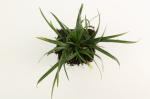 Carex morrowii 'Irish Green'