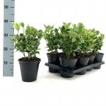 Euonymus jap. 'Aureomarginatus'