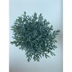 Andromeda polifolia 'Blue Lagoon'