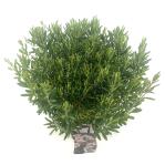 Andromeda polifolia 'Compacta'