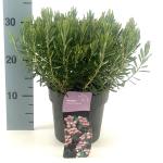 Andromeda polifolia 'Compacta'