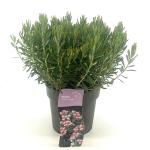 Andromeda polifolia 'Compacta'