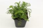 Achillea m. 'Cerise Queen'