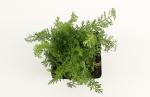 Achillea m. 'Cerise Queen'