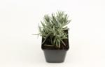 Lavandula ang. 'Dwarf Blue'