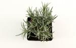 Lavandula ang. 'Dwarf Blue'