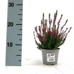 Calluna v. 'Aphrodite'