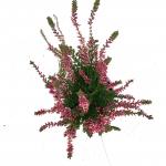 Calluna v. 'Aphrodite'
