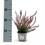 Calluna v. 'Athene'
