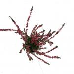 Calluna v. 'Athene'