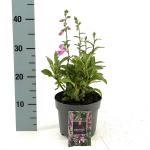 Digitalis purpurea