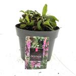 Digitalis purpurea