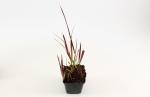 Imperata cylindrica 'Red Baron'