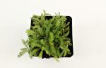 Achillea tomentosa 'Aurea'
