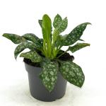 Pulmonaria off. 'Sissinghurst White