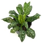 Pulmonaria off. 'Sissinghurst White
