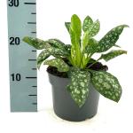 Pulmonaria off. 'Sissinghurst White