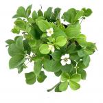 Cornus canadensis