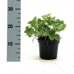 Cornus canadensis
