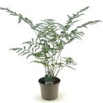Dryopteris dilatata