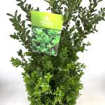 Ilex crenata 'Caroline Upright'